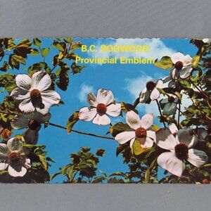 Vintage Postcard - Dogwood BC Provincial Emblem - Wright Everytime